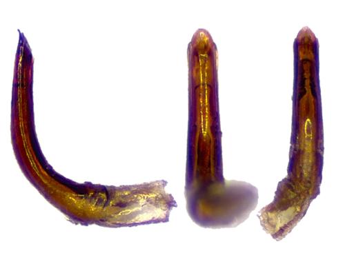 Réf. 353 687 : Agathidium confusum